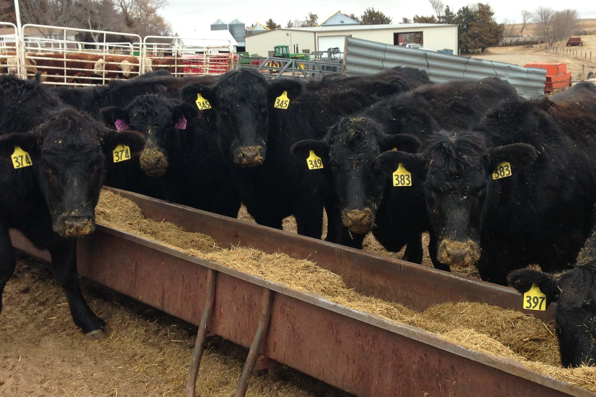 Stocker And Feeder Cattle Lower As Drought Intensifies Drovers